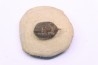 Minicryphaeus minimus -  praguien - jbel Oufatene - Maroc