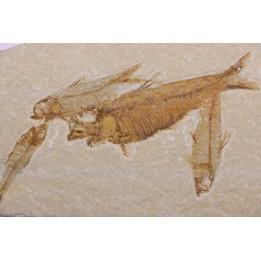 KNIGHTIA EOCAENA - Eocène - green river formation - Kemmerer, Wyoming - USA