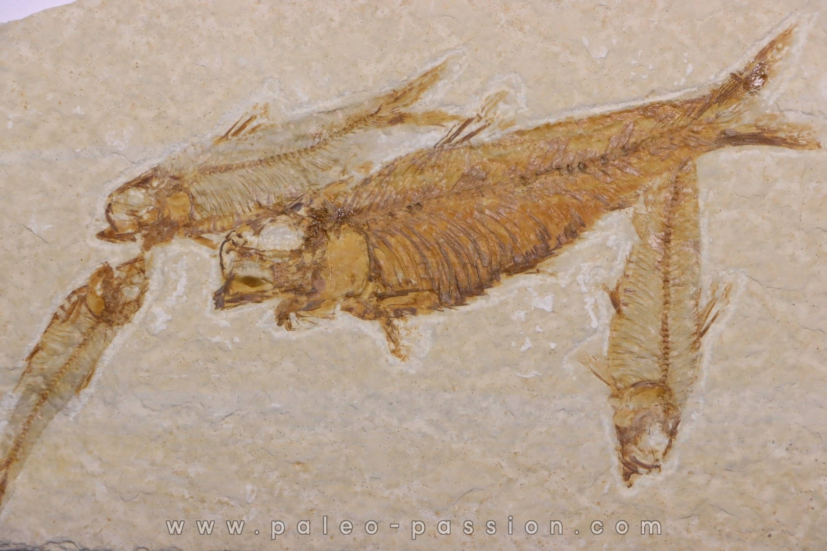 KNIGHTIA EOCAENA - Eocène - green river formation - Kemmerer, Wyoming - USA