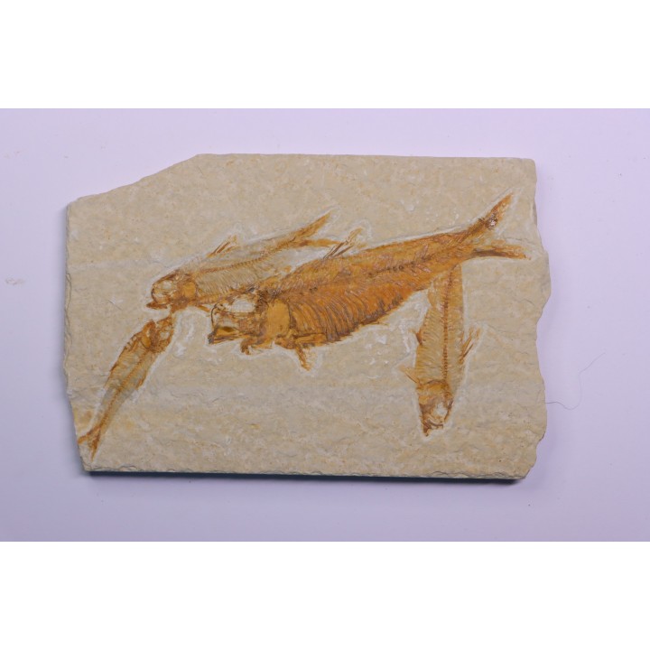 KNIGHTIA EOCAENA - Eocène - green river formation - Kemmerer, Wyoming - USA