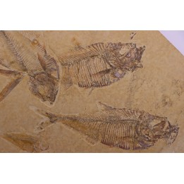 Diplomystus dentatus - Eocène - green river formation - Kemmerer, Wyoming - USA