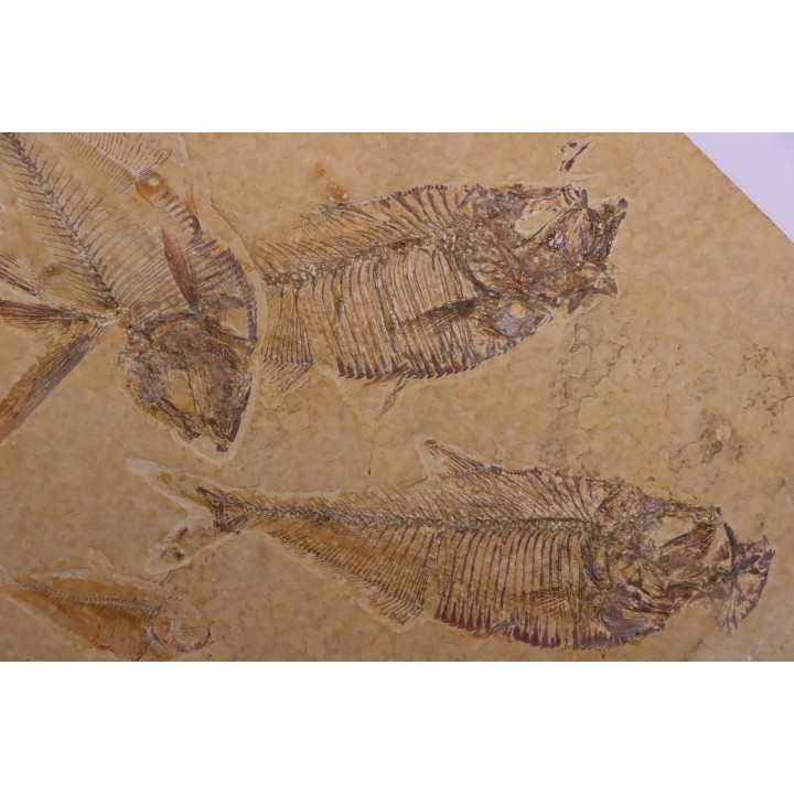 Diplomystus dentatus - Eocène - green river formation - Kemmerer, Wyoming - USA