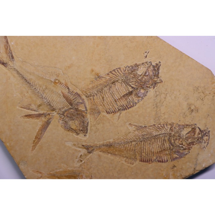 Diplomystus dentatus - Eocène - green river formation - Kemmerer, Wyoming - USA