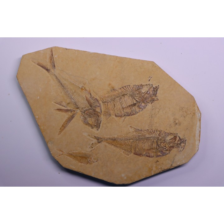 Diplomystus dentatus - Eocène - green river formation - Kemmerer, Wyoming - USA