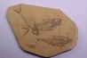 Diplomystus dentatus - Eocène - green river formation - Kemmerer, Wyoming - USA