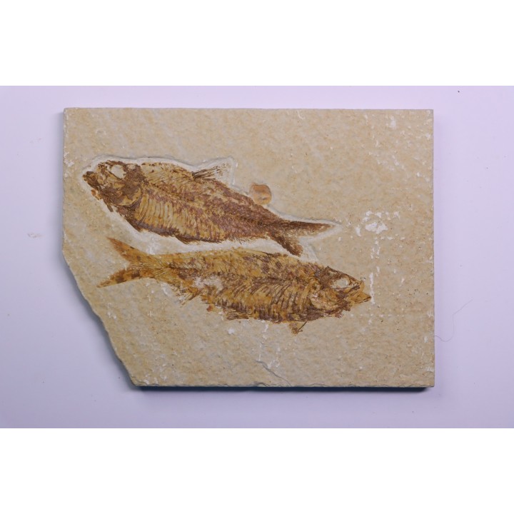 KNIGHTIA EOCAENA  - Eocène - green river formation - Wyoming - USA