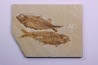 KNIGHTIA EOCAENA - Eocène - green river formation - Kemmerer, Wyoming - USA