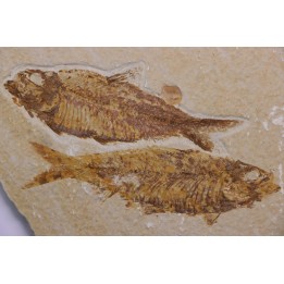 KNIGHTIA EOCAENA - Eocène - green river formation - Kemmerer, Wyoming - USA