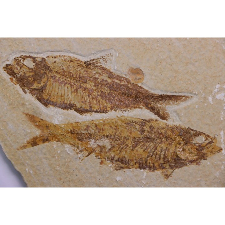 KNIGHTIA EOCAENA - Eocène - green river formation - Kemmerer, Wyoming - USA