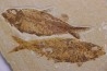 KNIGHTIA EOCAENA  - Eocène - green river formation - Wyoming - USA