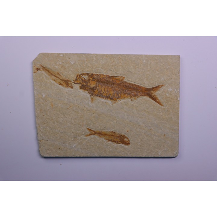 KNIGHTIA EOCAENA  - Eocène - green river formation - Wyoming - USA