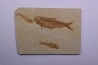 KNIGHTIA EOCAENA - Eocène - green river formation - Kemmerer, Wyoming - USA