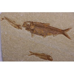 KNIGHTIA EOCAENA  - Eocène - green river formation - Wyoming - USA