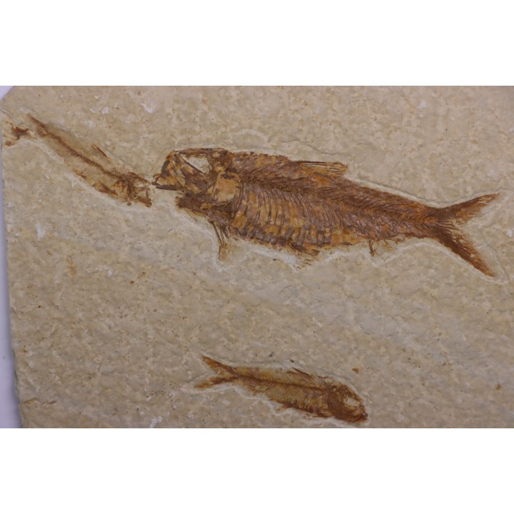 KNIGHTIA EOCAENA  - Eocène - green river formation - Wyoming - USA