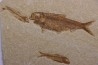 KNIGHTIA EOCAENA - Eocène - green river formation - Kemmerer, Wyoming - USA