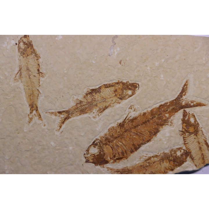 KNIGHTIA EOCAENA  - Eocène - green river formation - Wyoming - USA
