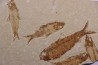 KNIGHTIA EOCAENA  - Eocène - green river formation - Wyoming - USA