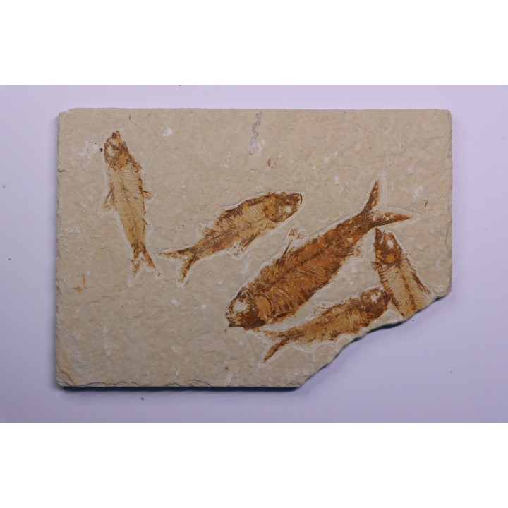 KNIGHTIA EOCAENA - Eocène - green river formation - Kemmerer, Wyoming - USA