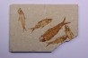 KNIGHTIA EOCAENA  - Eocène - green river formation - Wyoming - USA