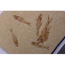 KNIGHTIA EOCAENA  - Eocène - green river formation - Wyoming - USA