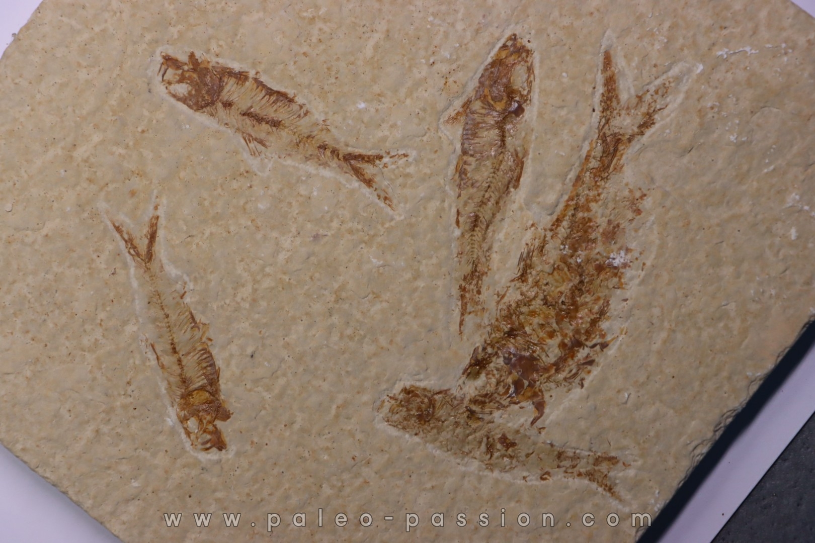 KNIGHTIA EOCAENA - Eocène - green river formation - Kemmerer, Wyoming - USA