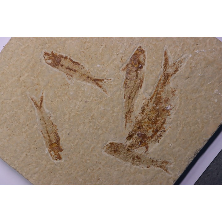 KNIGHTIA EOCAENA - Eocène - green river formation - Kemmerer, Wyoming - USA