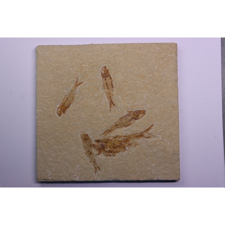 KNIGHTIA EOCAENA - Eocène - green river formation - Kemmerer, Wyoming - USA
