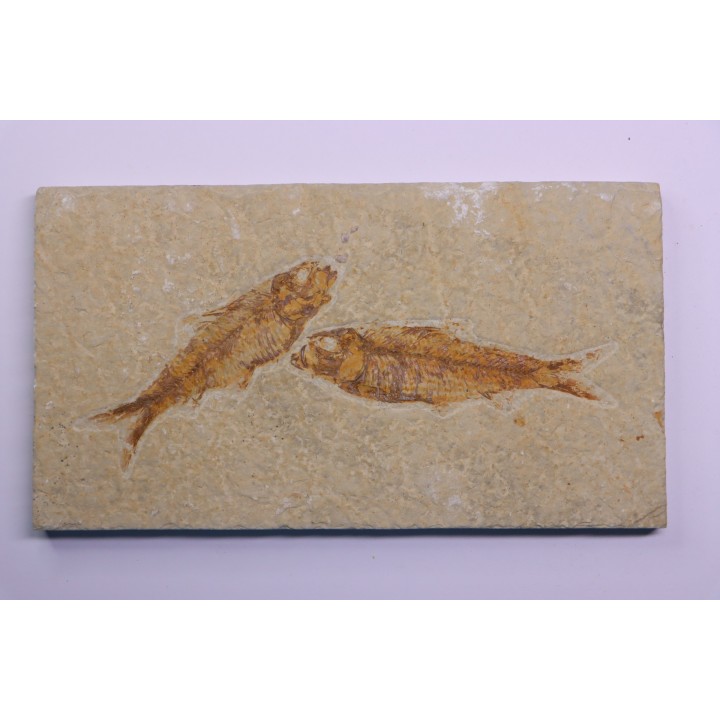 KNIGHTIA EOCAENA  - Eocène - green river formation - Wyoming - USA