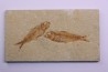KNIGHTIA EOCAENA - Eocène - green river formation - Wyoming - USA