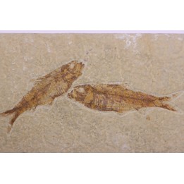 KNIGHTIA EOCAENA - Eocène - green river formation - Kemmerer, Wyoming - USA