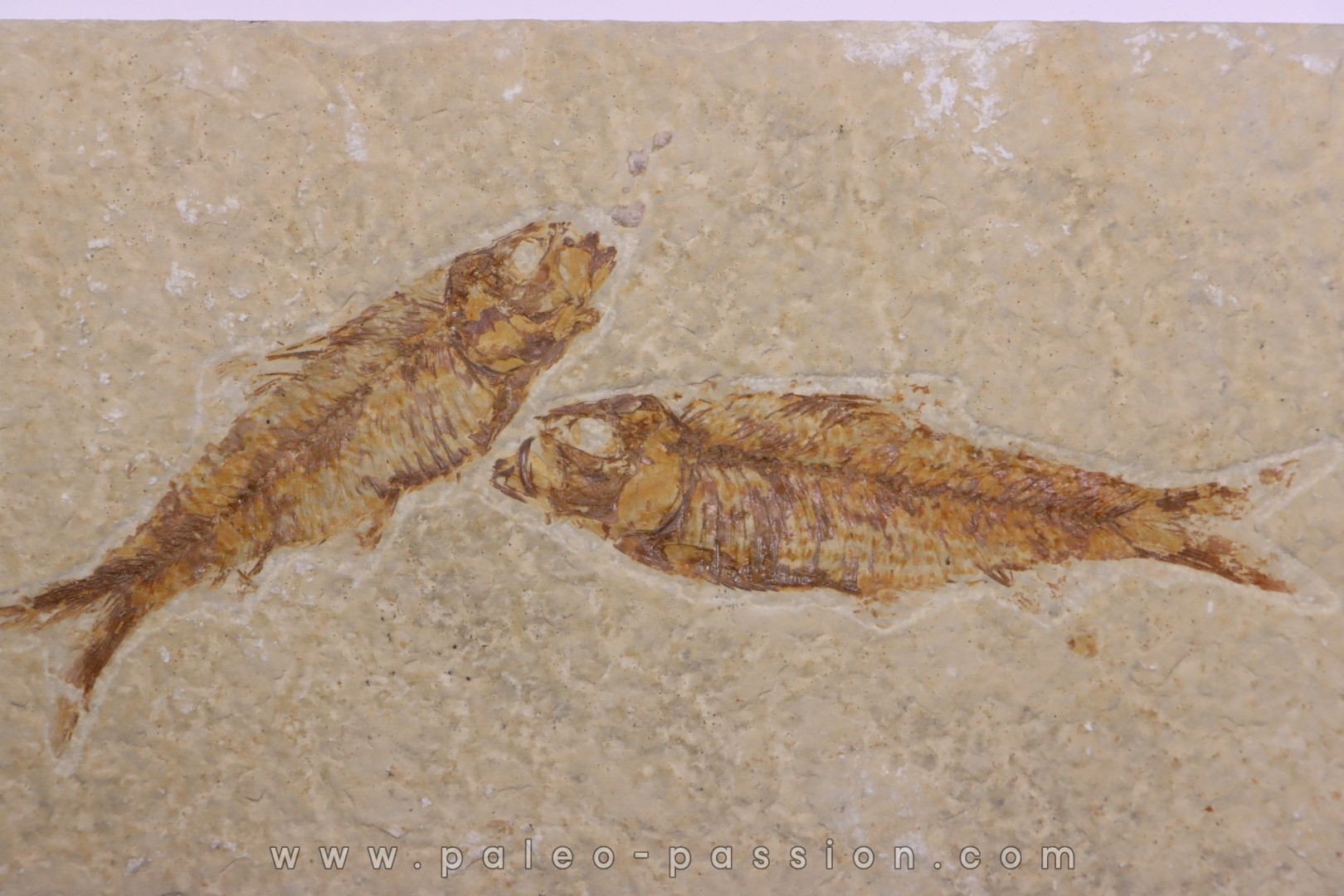 KNIGHTIA EOCAENA - Eocène - green river formation - Wyoming - USA