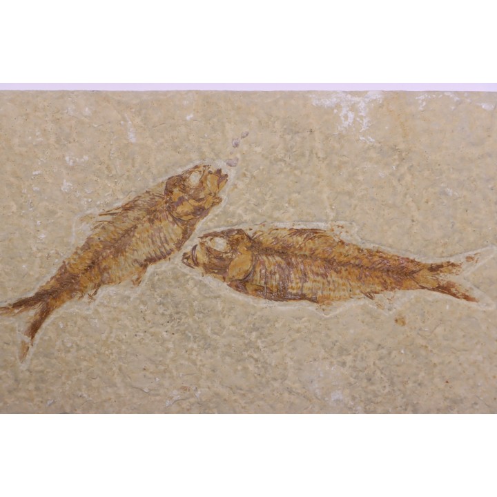 KNIGHTIA EOCAENA  - Eocène - green river formation - Wyoming - USA