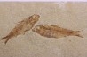 KNIGHTIA EOCAENA - Eocène - green river formation - Wyoming - USA