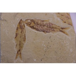 KNIGHTIA EOCAENA  - Eocène - green river formation - Wyoming - USA