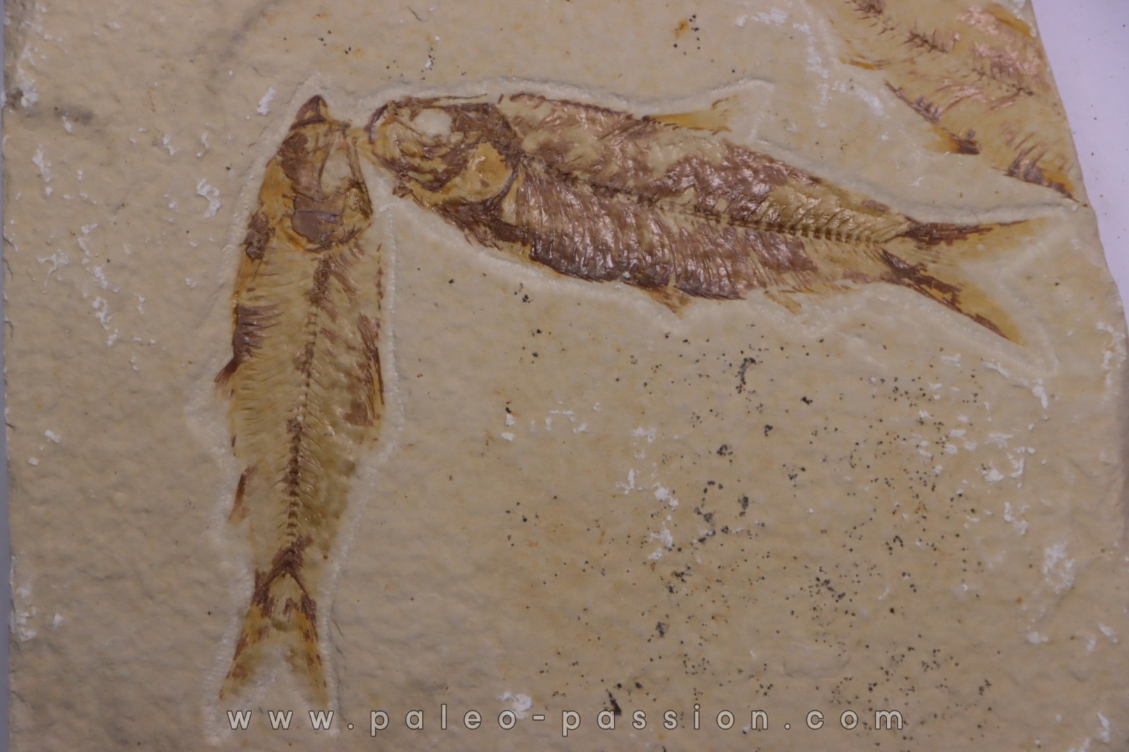 KNIGHTIA EOCAENA - Eocène - green river formation - Kemmerer, Wyoming - USA