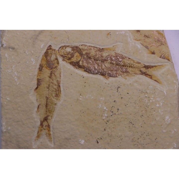 KNIGHTIA EOCAENA  - Eocène - green river formation - Wyoming - USA