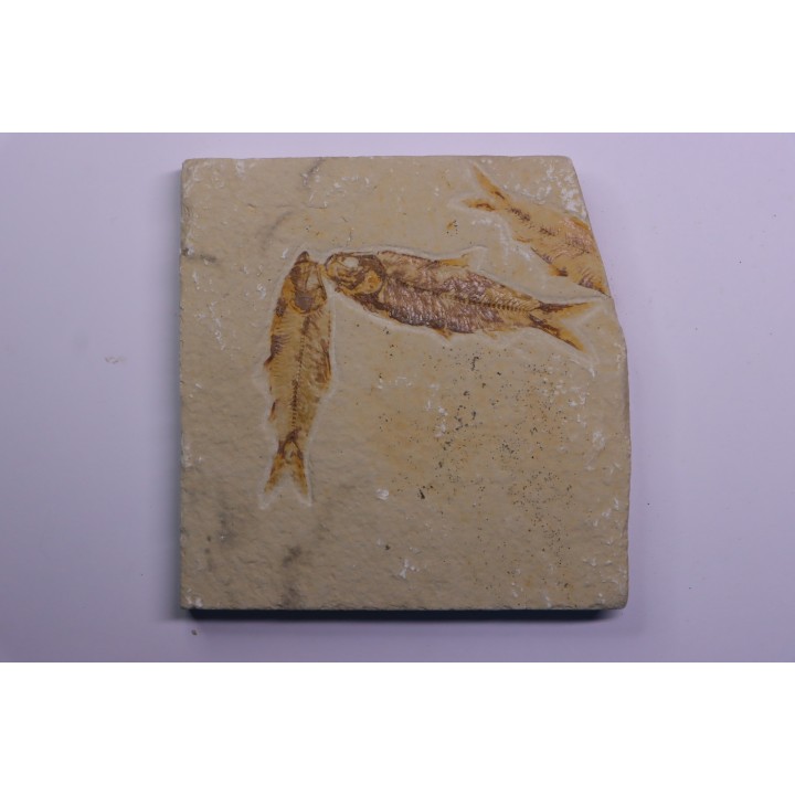 KNIGHTIA EOCAENA - Eocène - green river formation - Kemmerer, Wyoming - USA