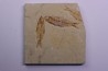 KNIGHTIA EOCAENA - Eocène - green river formation - Kemmerer, Wyoming - USA
