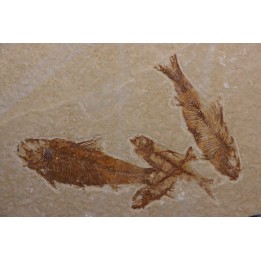 KNIGHTIA EOCAENA - Eocène - green river formation - Kemmerer, Wyoming - USA