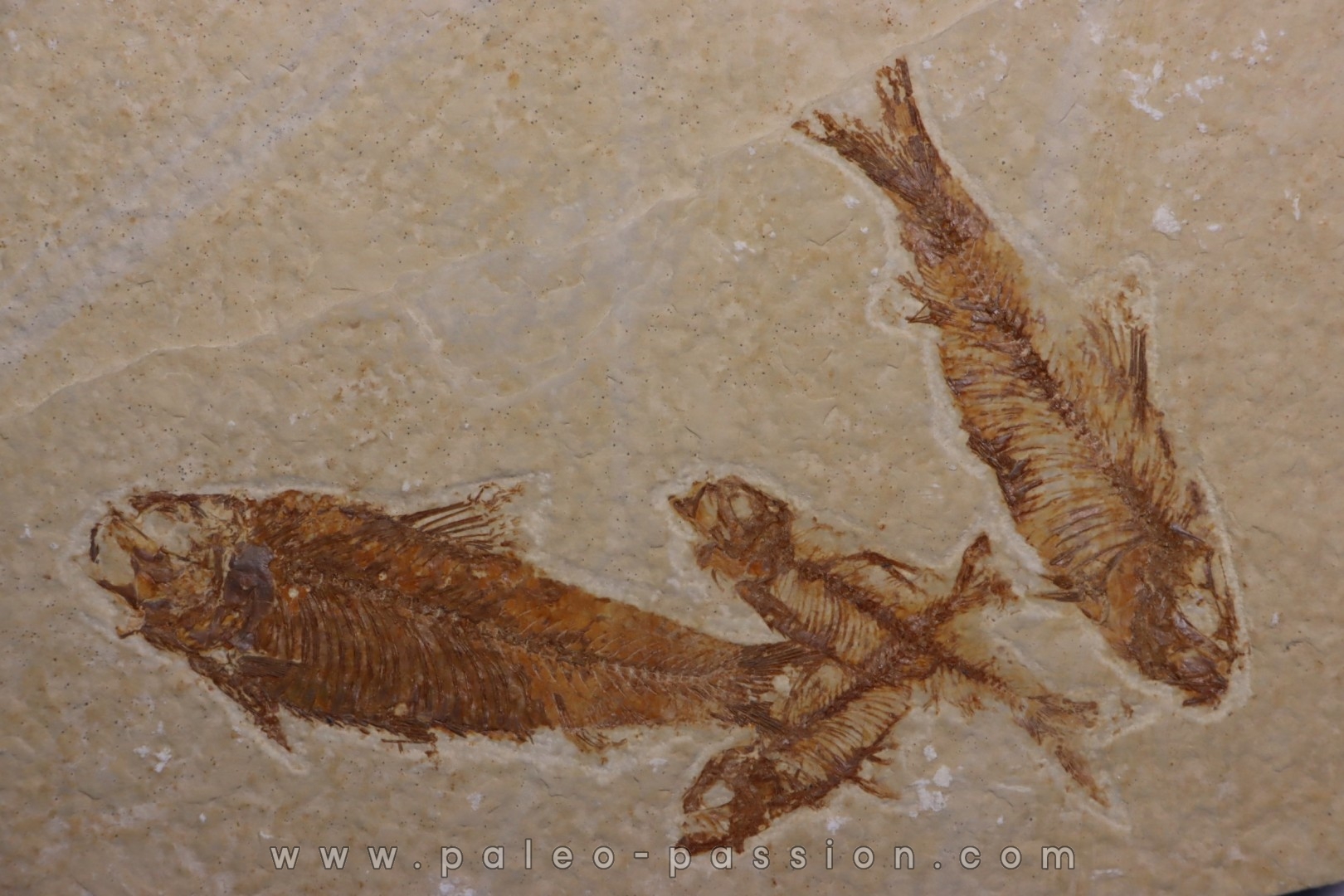 KNIGHTIA EOCAENA - Eocène - green river formation - Kemmerer, Wyoming - USA