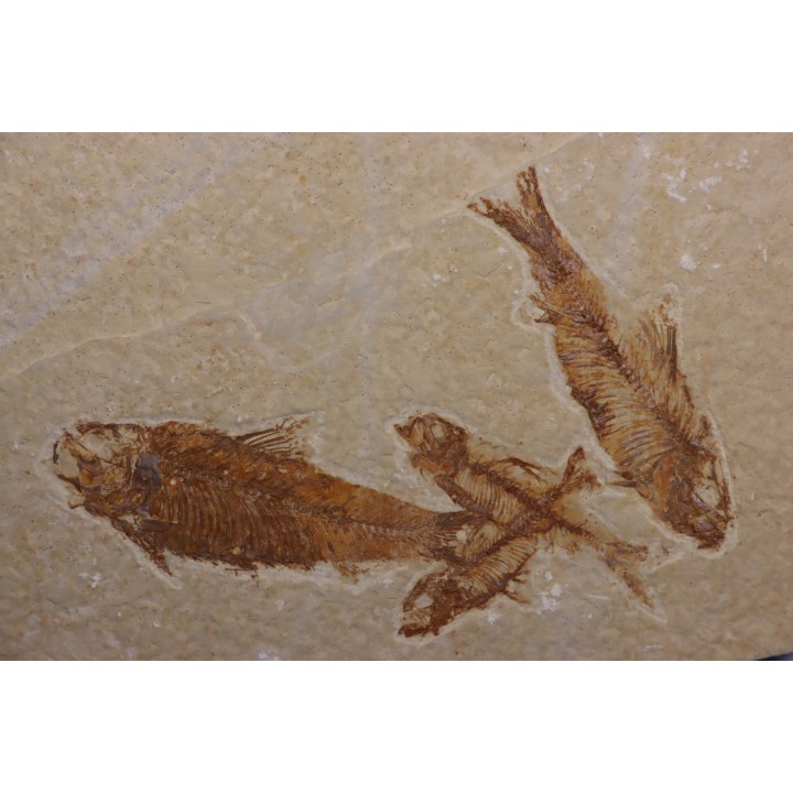 KNIGHTIA EOCAENA - Eocène - green river formation - Kemmerer, Wyoming - USA