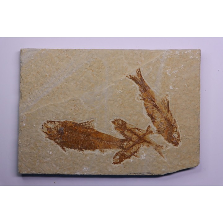 KNIGHTIA EOCAENA - Eocène - green river formation - Kemmerer, Wyoming - USA