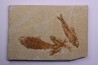 KNIGHTIA EOCAENA - Eocène - green river formation - Kemmerer, Wyoming - USA