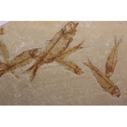 KNIGHTIA EOCAENA  - Eocène - green river formation - Wyoming - USA