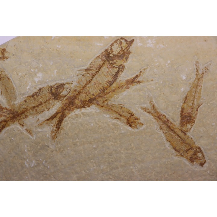 KNIGHTIA EOCAENA - Eocène - green river formation - Kemmerer, Wyoming - USA
