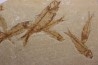 KNIGHTIA EOCAENA  - Eocène - green river formation - Wyoming - USA