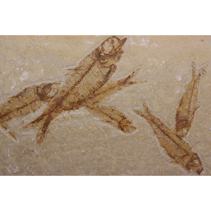 KNIGHTIA EOCAENA  - Eocène - green river formation - Wyoming - USA