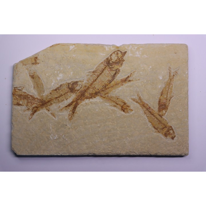 KNIGHTIA EOCAENA  - Eocène - green river formation - Wyoming - USA