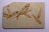 KNIGHTIA EOCAENA - Eocène - green river formation - Kemmerer, Wyoming - USA