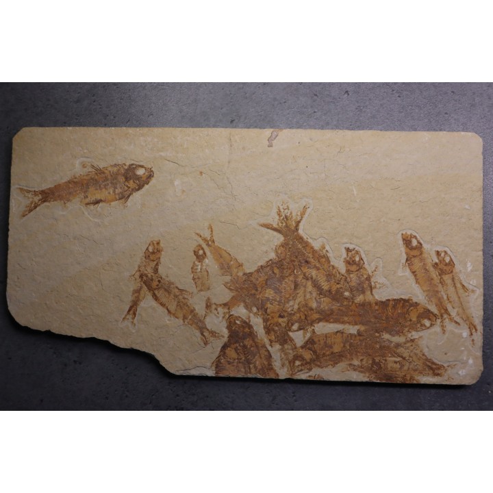 grande plaque: KNIGHTIA EOCAENA - Eocène - green river formation - Kemmerer, Wyoming - USA